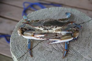 No Foolin’: April 1st Marks the Official Start of Blue Crab Season in the Chesapeake Bay!