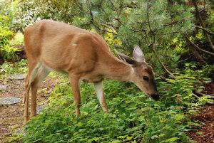 Keeping Pests Out of Your Garden without Harsh Chemicals