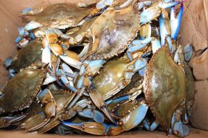 All About Maryland Crabs!