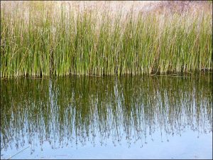 Creating a Living Shoreline in Maryland