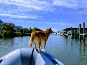 dog on boat